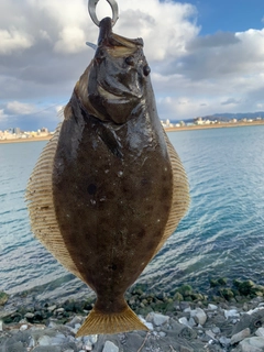 ヒラメの釣果