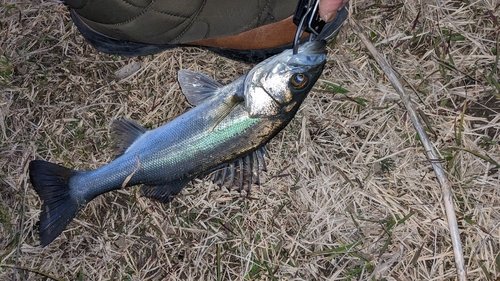 マダカ（マルスズキ）の釣果