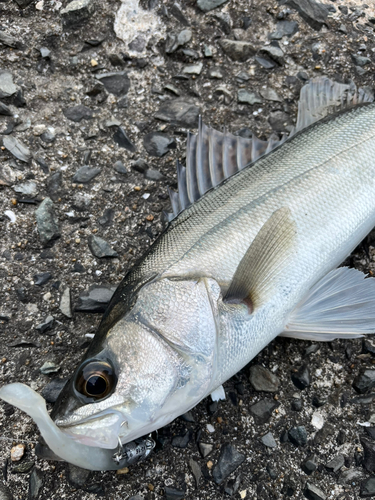 セイゴ（マルスズキ）の釣果