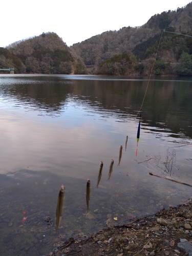 ワカサギの釣果