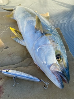 ヒラマサの釣果