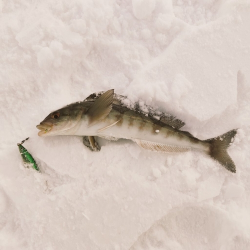 ホッケの釣果