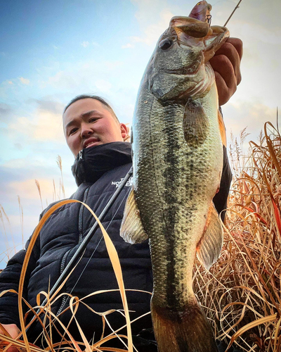 ブラックバスの釣果