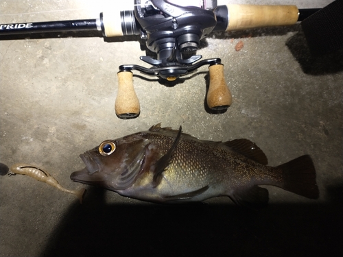 エゾメバルの釣果