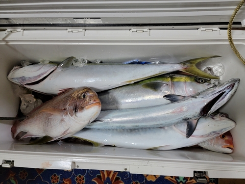 ハマチの釣果