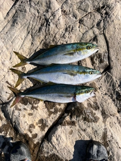 イナダの釣果