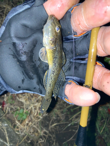 マハゼの釣果