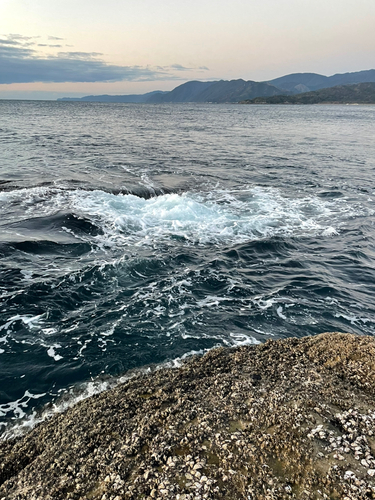 グレの釣果