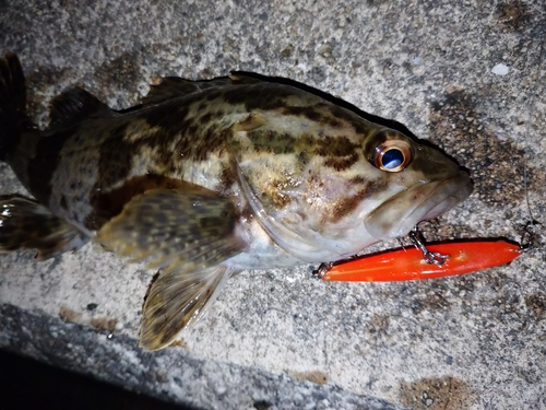 タケノコメバルの釣果