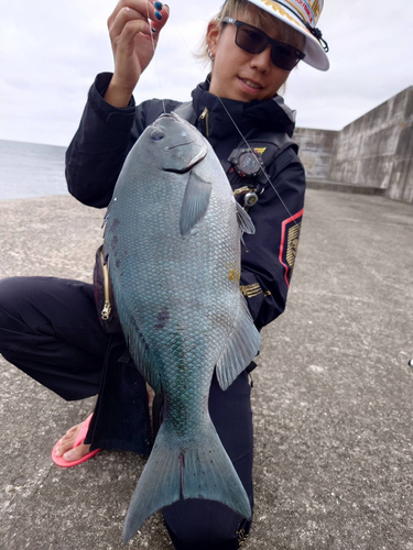 グレの釣果