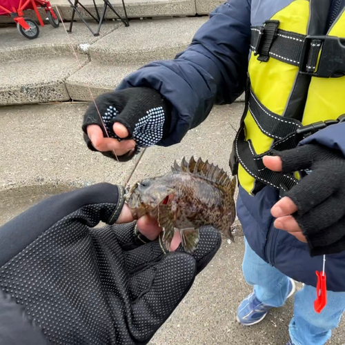 ムラソイの釣果