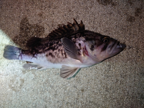 クロソイの釣果