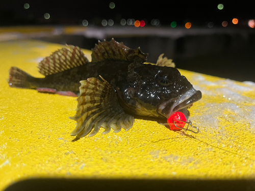 ニジカジカの釣果