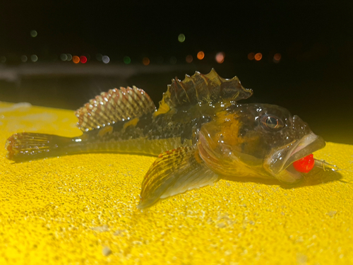 ニジカジカの釣果