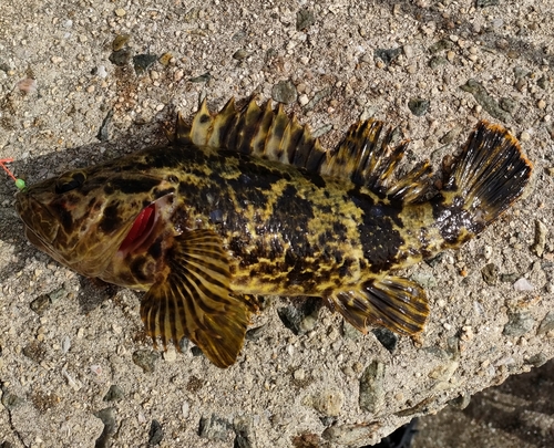 タケノコメバルの釣果