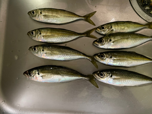 アジの釣果