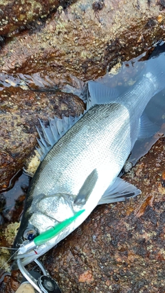 ヒラスズキの釣果