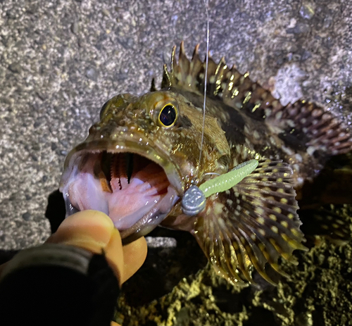 カサゴの釣果