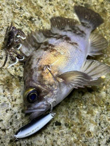 シロメバルの釣果