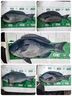 クチブトグレの釣果