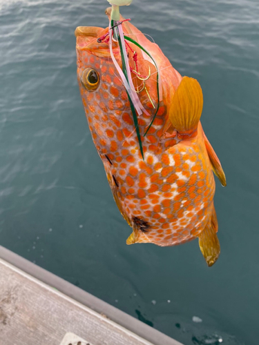 アコウの釣果