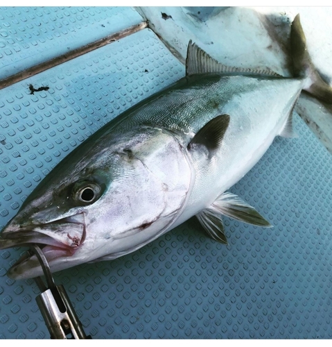 ハマチの釣果