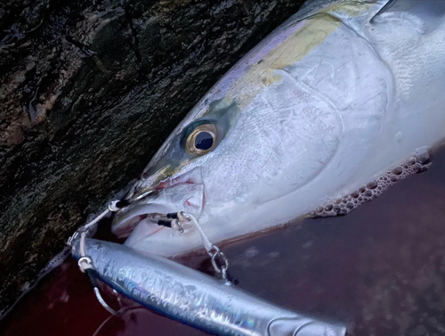 ヤズの釣果