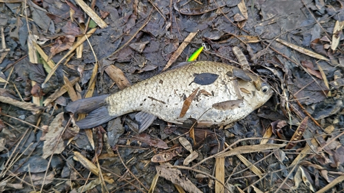 ヘラブナの釣果