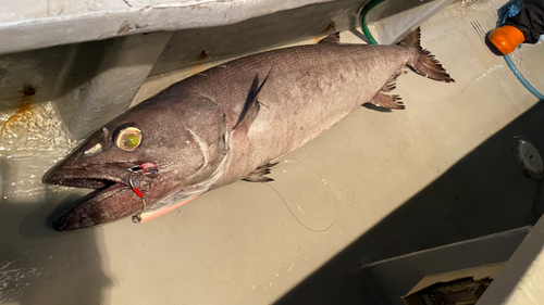 バラムツの釣果