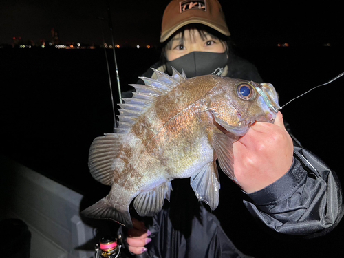 メバルの釣果