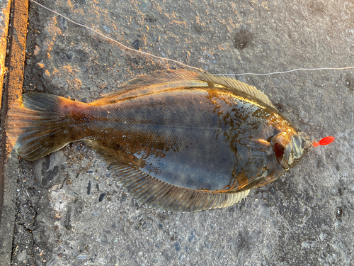 カレイの釣果