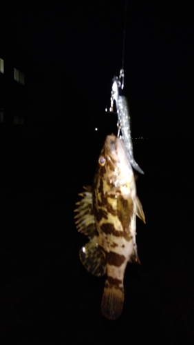 タケノコメバルの釣果