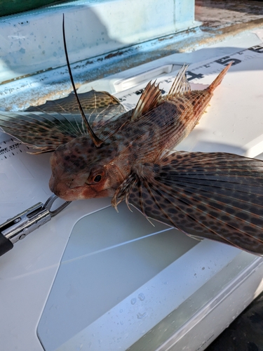 セミホウボウの釣果