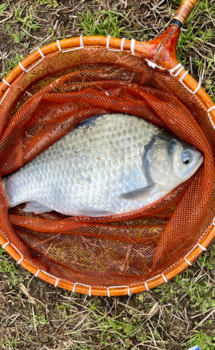 ヘラブナの釣果