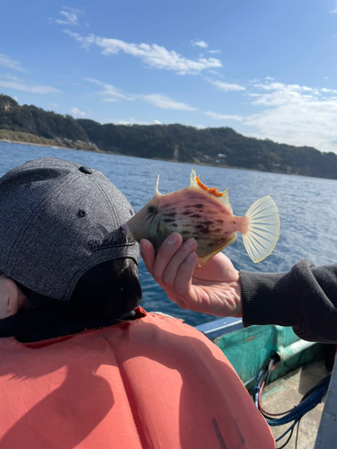 カワハギの釣果