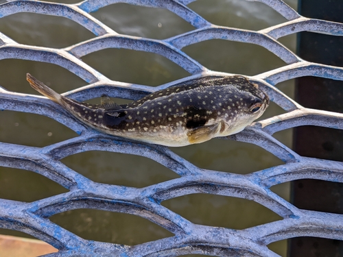 クサフグの釣果