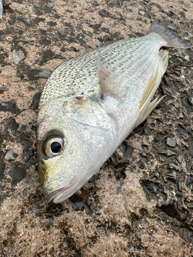 ホシミゾイサキの釣果