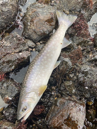 ウミアメの釣果