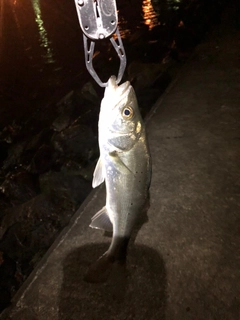 セイゴ（マルスズキ）の釣果