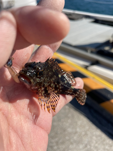 カサゴの釣果