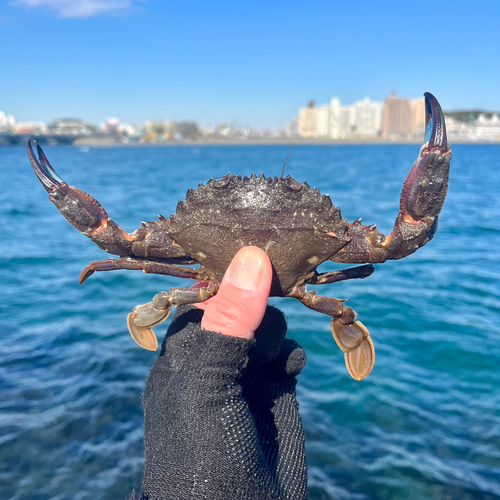 イシガニの釣果