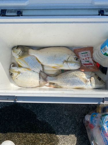 オキナワキチヌの釣果