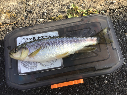 カワムツの釣果