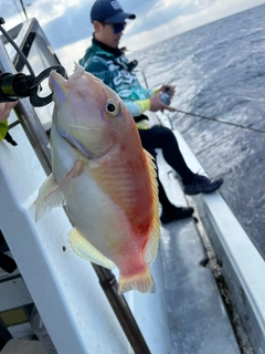 ミヤコベラの釣果