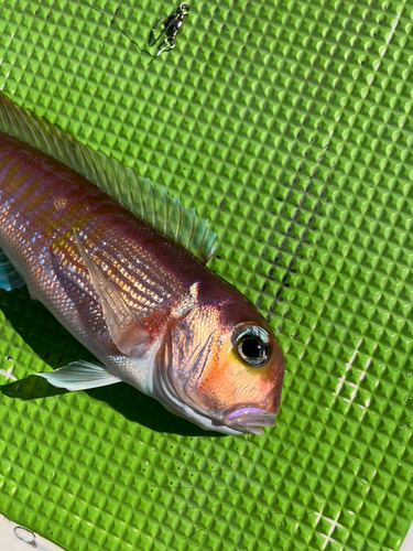 アマダイの釣果