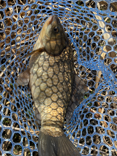 マブナの釣果