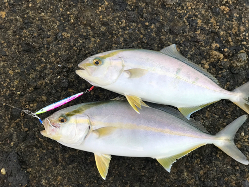 ショゴの釣果