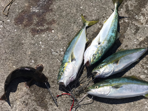 イナダの釣果