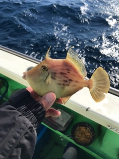 カワハギの釣果