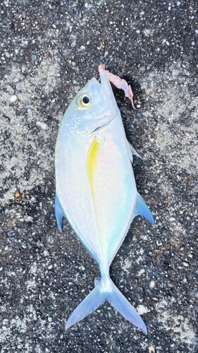 カスミアジの釣果